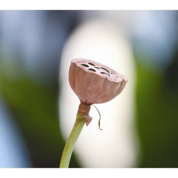 【佛法真义】不要而有