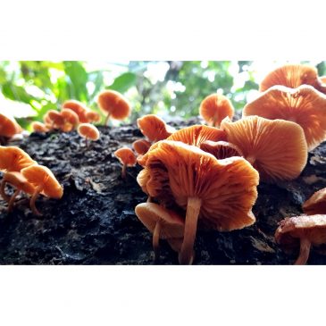 【人生焦点】菌彩世界