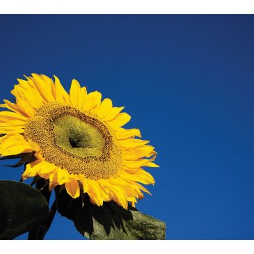 【特别企划】心向太阳  教育，以生命影响生命