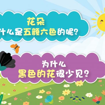【原来如此】花朵为什么是五颜六色的呢？ & 为什么黑色的花很少见？