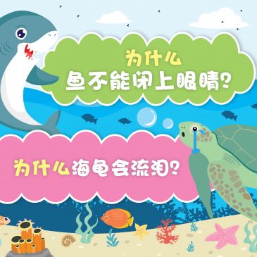 【原来如此】为什么鱼不能闭上眼睛？ & 为什么海龟会流泪？