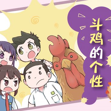 【小欣的三好日记】斗鸡的个性