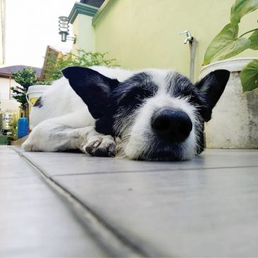 【生命关怀】理解失去宠物的悲伤