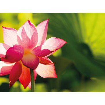 普门【生活经典】当学者遇上六祖坛经