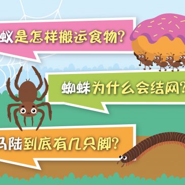 小天星【原来如此】蚂蚁是怎样搬运食物？蜘蛛为什么会结网？马陆到底有几只脚？