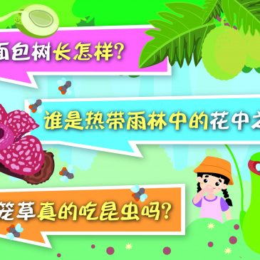 小天星【原来如此】面包树长怎样？ 谁是热带雨林中的花中之王？  猪笼草真的吃昆虫吗？