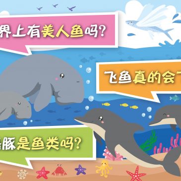 小天星【原来如此】 世界上有美人鱼吗？  飞鱼真的会飞吗？  海豚是鱼类吗？