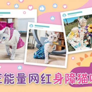 小天星【一起来点赞】正能量网红 身障猫咪