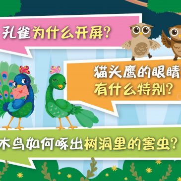 小天星【原来如此】孔雀为什么开屏？猫头鹰的眼睛有什么特别？ 啄木鸟如何啄出树洞里的害虫？