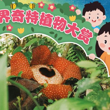 小天星【带你看世界】世界奇特植物大赏