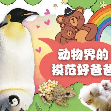 小天星【带你看世界】动物界的模范好爸爸
