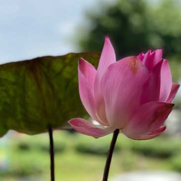 普门【星云说偈】丈夫行