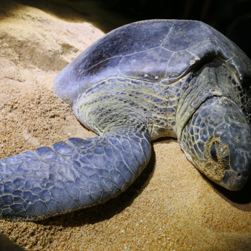 普门【大自然大智慧】海龟  海洋生态守护者