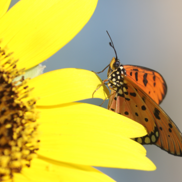 普门【星云说偈】不可得