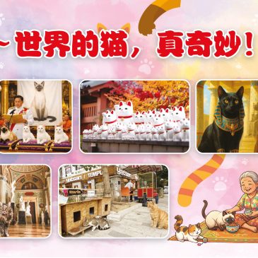 小天星【带你看世界】喵～世界的猫，真奇妙！