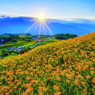 普门【大自然光影视界】金针花开，两座山的茶香与人情